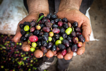Hands holding olives on an olive farm in the Setif countryside in Algeria.