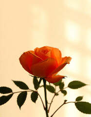 Fototapeta premium Vintage rose silhouette with leaves