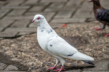 A close up of a white pigeon with black markings standing on a cobblestone path. The bird red eyes and pink feet make it a striking subject in an urban setting