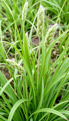 Obraz premium Plant pattern from Lagurus grass, detailed