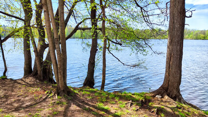 Fototapeta premium Tranquil lake surrounded by lush greenery under a bright blue sky in spring