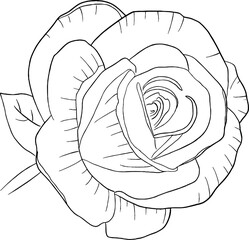 Rose line art. Flat isolated  hand drawn flowers. Minimalist style vector illustration