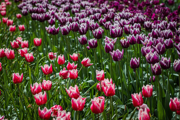 field of tulips