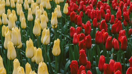 field of tulips