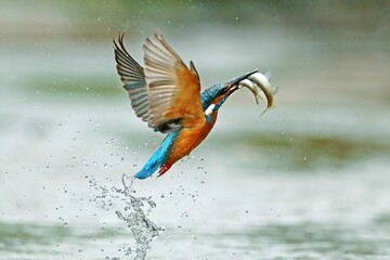 Kingfisher catching fish mid-flight