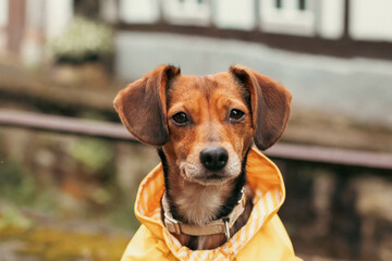 Charming Pup in a Yellow Raincoat in a Historic City