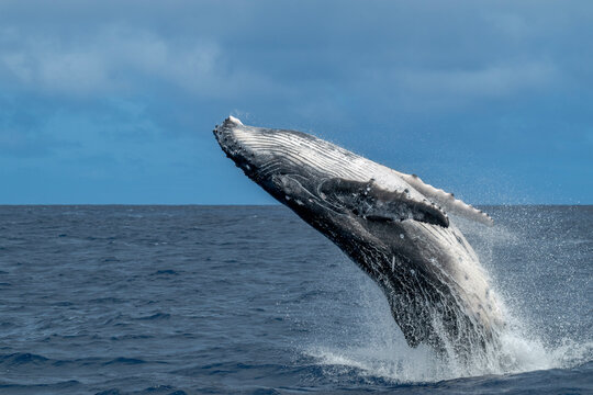 Humpback whale breaching in the ocean near Vava'u, Tonga