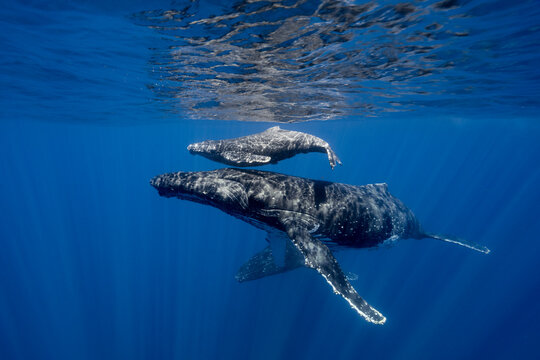 Humpback whale mother and calf swimming underwater in Vava'u Tonga
