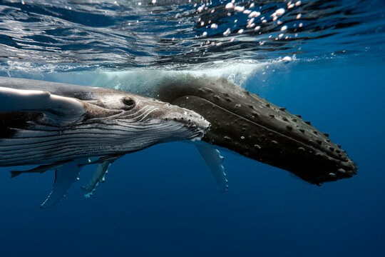 Humpback whales swimming underwater in the blue ocean