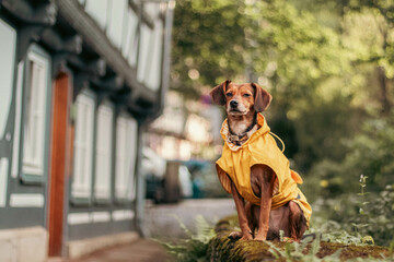 Charming Pup in a Yellow Raincoat in a Historic City