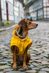 Charming Pup in a Yellow Raincoat in a Historic City