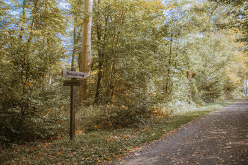 Discover the Beauty of Nature on a Forest Path