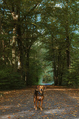 Adventurous Dog Perched in the Mountain Forest