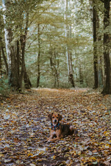 Adventurous Dog Perched in the Mountain Forest