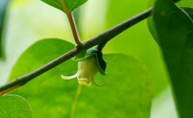 Yellow flower of Japanese persimmon (Diospyros kaki). Persimmon bloom in spring orchard