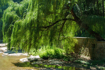 Lush green willow on the banks of the Olkhovka river in Kislovodsk national Park. Willow branches sink to water. Picturesque and peaceful landscape © MarinoDenisenko