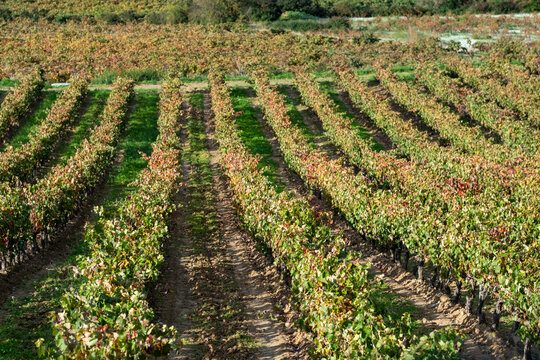 Vibrant vineyard rows showcase a rich palette of autumn colors, inviting appreciation for the natural beauty and the agricultural processes inherent in wine production in La Rioja Spain