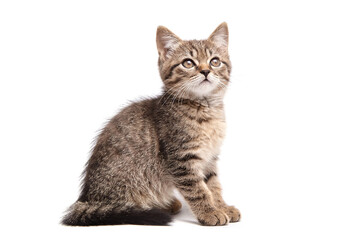 Cute tabby kitten with striped fur, sitting and looking up curiously. The fluffy kitten whiskers and attentive gaze convey innocence and playfulness