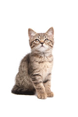 Adorable tabby kitten sitting upright, looking upwards with big eyes. Fluffy fur, perked ears, and delicate whiskers. Isolated on white background
