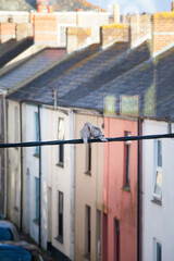 birds pigeons couple