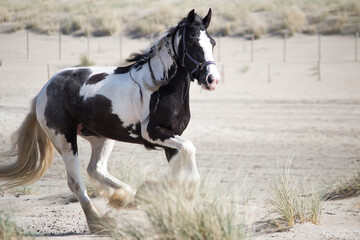 Gypsy Vanner Horse on the Beach