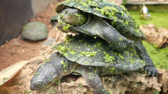 Wild turtle on the top of another