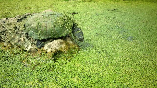 Wild turtle on branch near the water