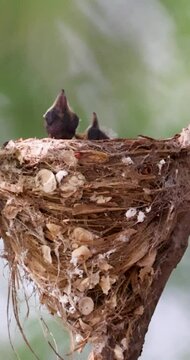 ASIAN PARADISE FLYCATCHER FEEDING ITS CUB. 