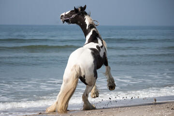 Gypsy Vanner Horse on the Beach