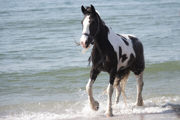 Gypsy Vanner Horse on the Beach