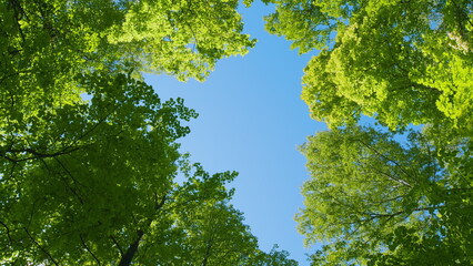 Branches Of Tree Is Beautiful Bright Green Leafs. Sun Light In Green Foliage Background. Concept Of Summer Nature And Sunny Sky.
