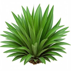 Fototapeta premium aloe vera plant