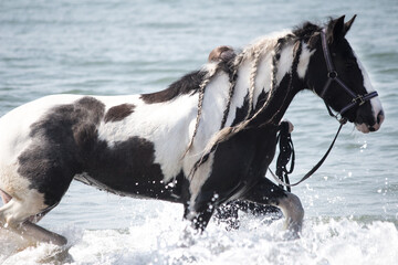 Gypsy Vanner Horse on the Beach