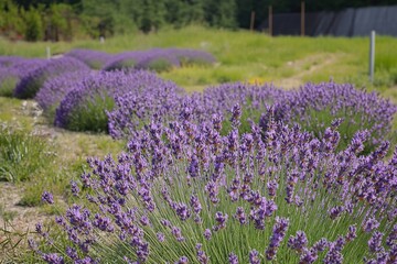 Naklejka premium Beautiful lavender fields bloom under sunny sky in springtime season. Generative AI