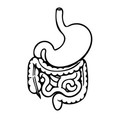 Human Digestive System Diagram, Stomach and Intestines, illustration