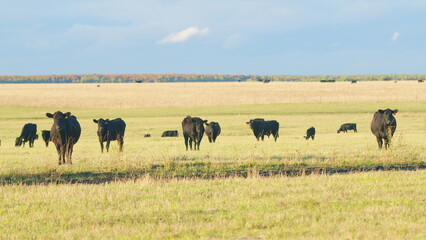 Black angus beef cow. Cow on a green summer pasture. Black cows stand grazing on meadow field....