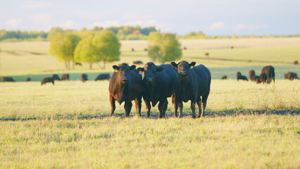 Fototapeta premium Black and white cows in meadow. Agribusiness with natural pasture. Static view.