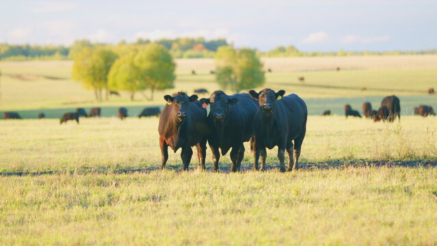 Black and white cows in meadow. Agribusiness with natural pasture. Static view.