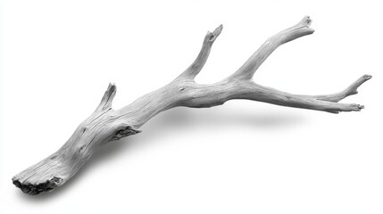 Fototapeta premium Natural White Driftwood Branch Isolated on a White Background