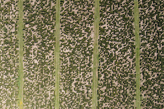 Aerial view of Christmas tree farm in Bavaria, Germany during springtime.