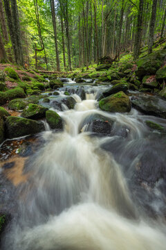 The mountain stream Kleine Ohe in the Bavarian Forest National Park, surrounded by lush greenery in summer.