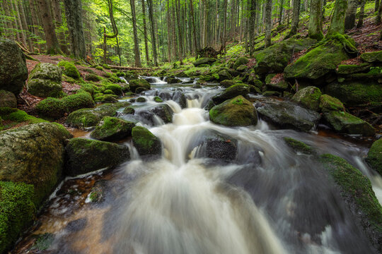 The mountain stream Kleine Ohe flowing through the lush, moss-covered forest in the Bavarian Forest National Park during summer, Neusch�nau, Freyung-Grafenau district, Bavaria, Germany.