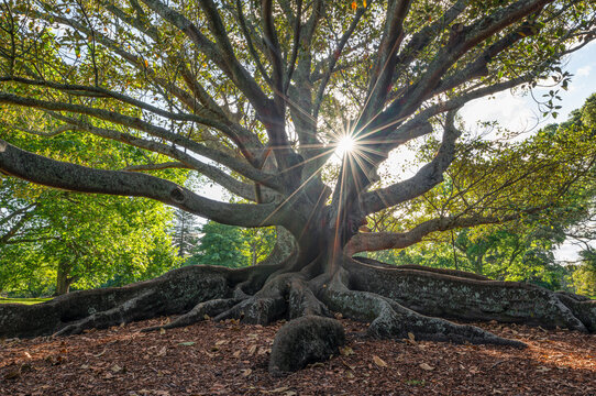 Huge Moreton Fig Tree (Ficus Macrophylla) with long roots and sun with sunbeams in Auckland Domain, Auckland, New Zealand.
