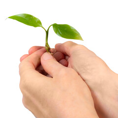 A person gently holding a small green plant with two leaves in their hand, symbolizing growth and nurturing in nature