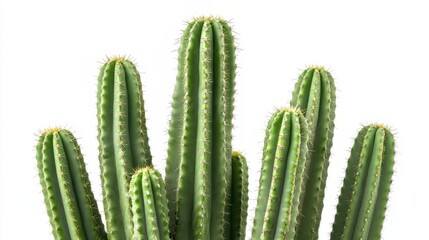 Desert beauty: vibrant cactus in natural sunlight