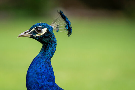Close-up of a blue peacock outdoors