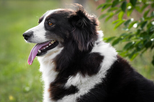 Australian Shepherd dog with long tongue outdoors - Powered by Adobe