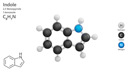 Molecule: Indole. Aromatic heterocycle. Molecular structure. Formula: C8H7N. Chemical model: Ball and stick. White background. 3D illustration.