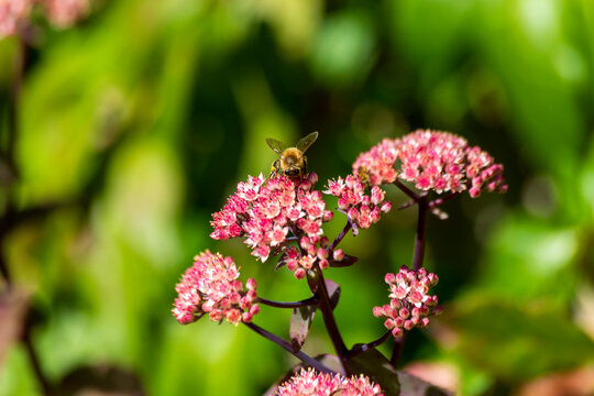 A bee pollinating pink stonecrop flowers outdoors.