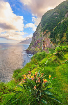 Scenic coastal landscape with cliffs, waterfall, and Bird of Paradise flowers in Seixal, Madeira, Portugal.